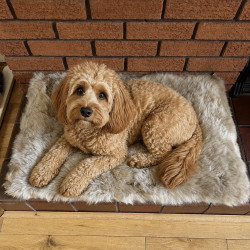 Medium Oyster Sheepskin Pet Bed UK | Memory Foam | 70x45cm | Howdy Hides
