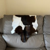Howdy Hides | Brown & White Goat Hide Rug | Real Hair-On Goat Skin UK